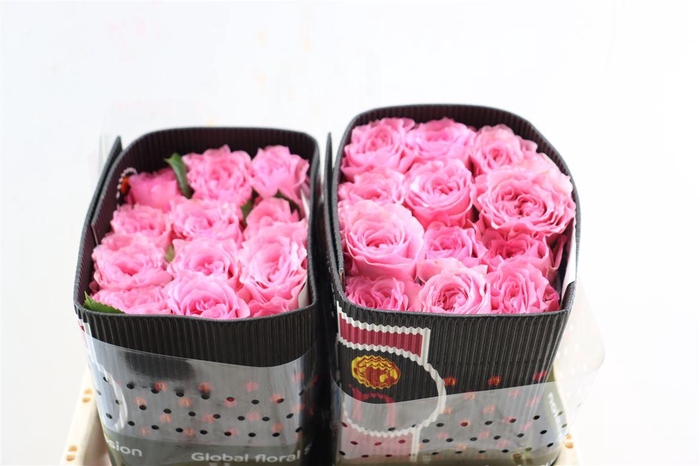 <h4>R Gr Mayra Queen</h4>