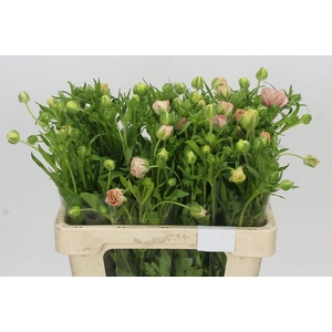 Ranunculus Magical Mascarpone