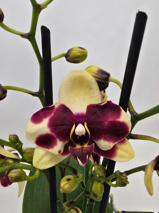 <h4>Limited 68 week8</h4>