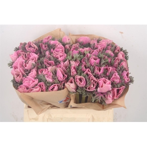 Anemone Powder Pink