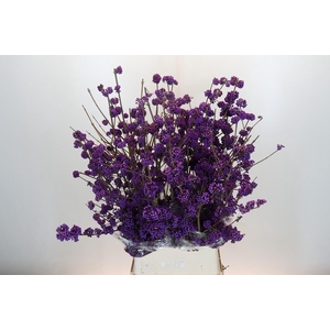 Callicarpa Bodinieri Profusion