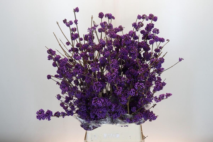 <h4>Callicarpa Bodinieri Profusion</h4>
