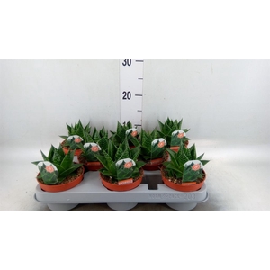 Aloe aristata 'Cosmo'