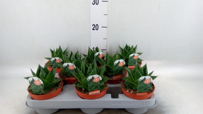 <h4>Aloe aristata 'Cosmo'</h4>