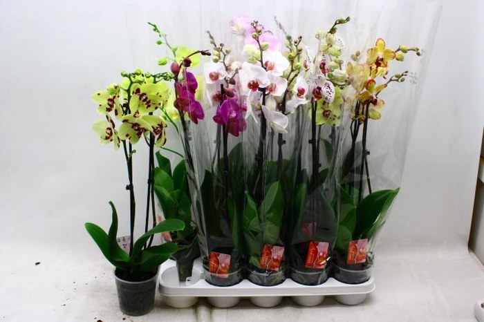 <h4>PHAL GEM 7 KL</h4>