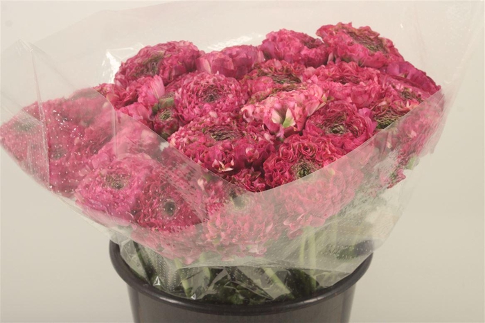 <h4>Ran. Pon Pon Malva Super X L</h4>