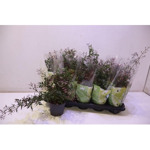 arr8 Jasm Polyanthum Rz