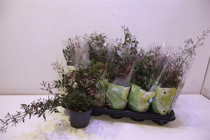 <h4>arr8 Jasm Polyanthum Rz</h4>