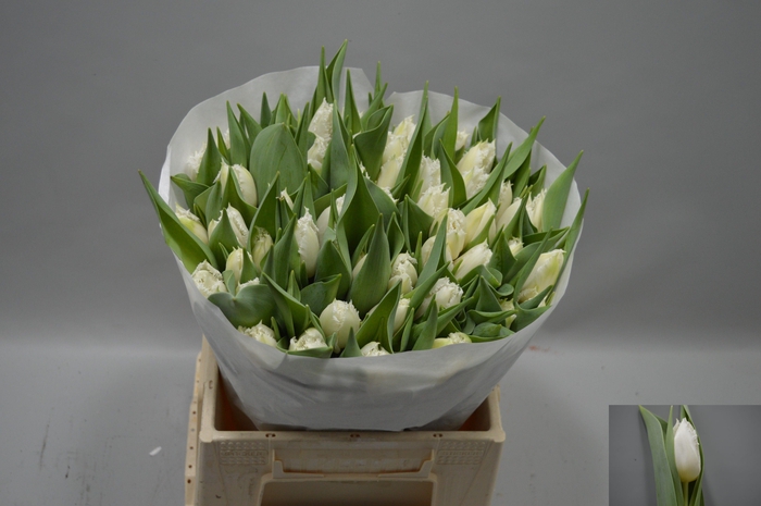 <h4>TU FR CRICKO</h4>