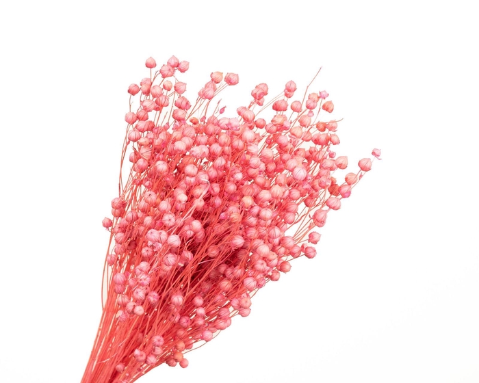 <h4>Lino Vlas Pink</h4>