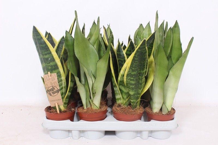 <h4>Sansevieria mix</h4>