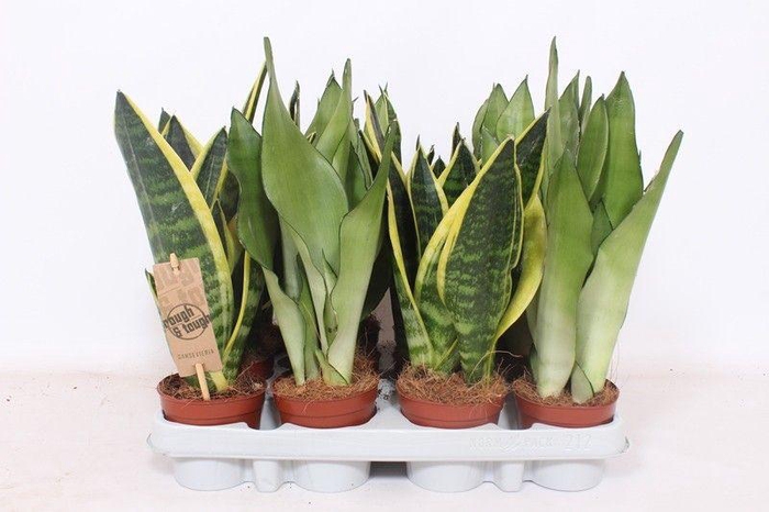 <h4>Sansevieria mix</h4>