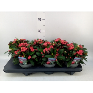 Euphorbia milii 'Maxi Olympia'