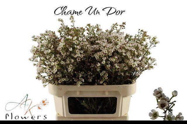 <h4>CHAME UN DOR</h4>