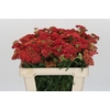 Achillea Millefolium Paprika