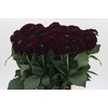 Dahlia Black Fox