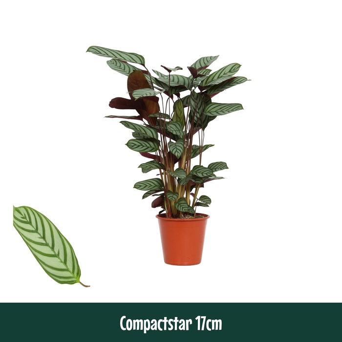 <h4>Calathea 17cm Compactstar (Ctenanhte) - Living</h4>