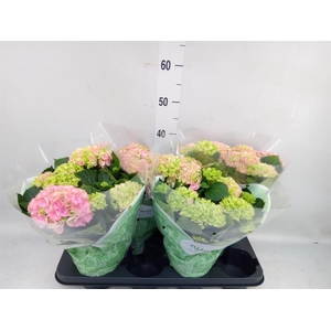 Hydrangea mac. 'Hi River'