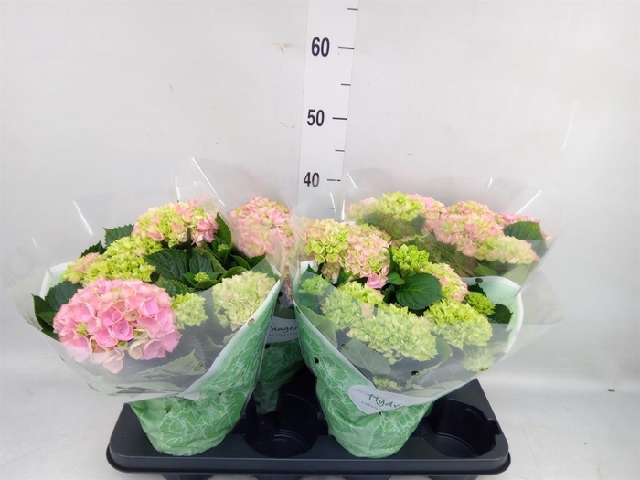 <h4>Hydrangea mac. 'Hi River'</h4>