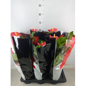 Anthurium andr. 'Madural'