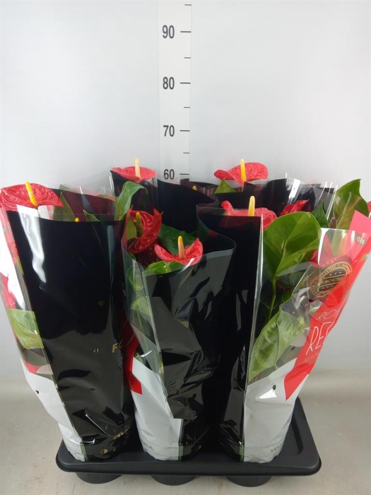 <h4>Anthurium andr. 'Madural'</h4>