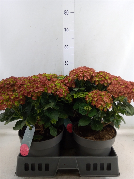 <h4>Hydrangea mac.   ...</h4>