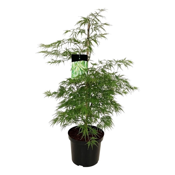 <h4>Acer pal. 'Dissectum'</h4>