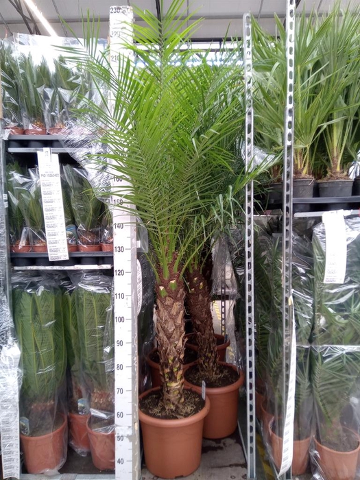 <h4>Phoenix roebelenii</h4>