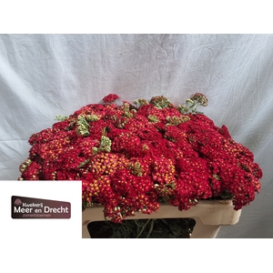 Achillea Paprika Meer en Drecht