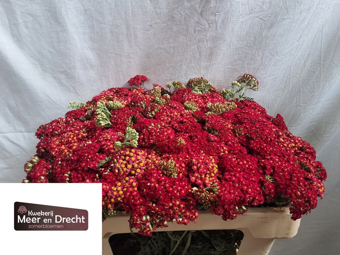 <h4>Achillea Paprika Meer en Drecht</h4>