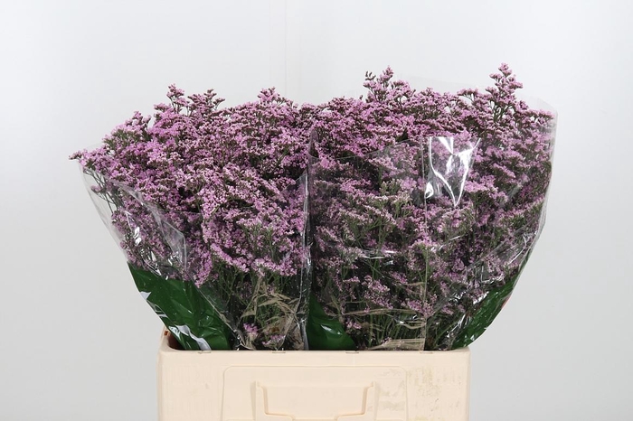 <h4>Lim Saf Oshi Pink</h4>