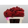 Kaaps Groen Red Brunia Medium