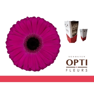 Gerbera Aladin Aquabox