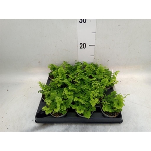 Adiantum raddi. 'Fritz-Luthi'
