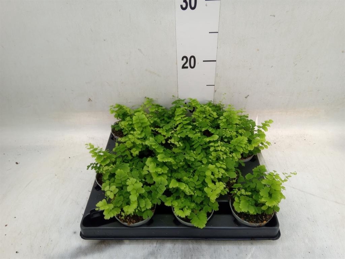 <h4>Adiantum raddi. 'Fritz-Luthi'</h4>
