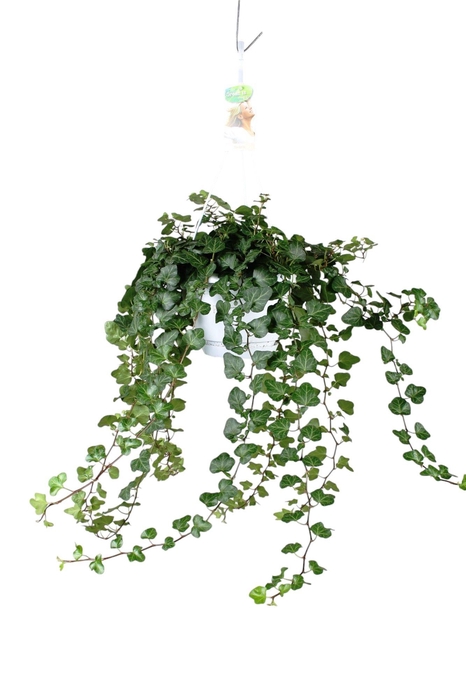 <h4>Hedera helix Wonder - hang/XXL</h4>