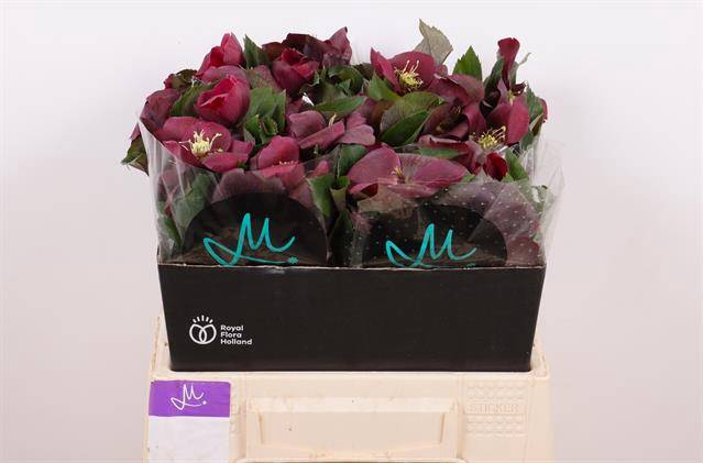 <h4>HELL MAMMOTH RED HELLEBORUS RED</h4>