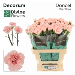 Dianthus ST 'Doncel'