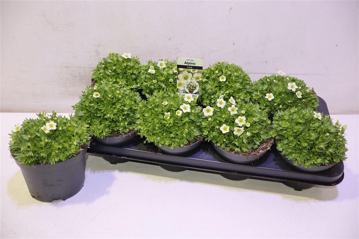 <h4>arr8 Saxif Ar Alp White</h4>