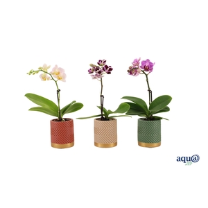 Groovy Autumn Mix Tiny Dolls Mix 1T7+ Aqu@