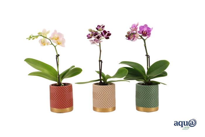 <h4>Groovy Autumn Mix Tiny Dolls Mix 1T7+ Aqu@</h4>