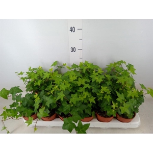 Hedera helix 'Pittsburgh'