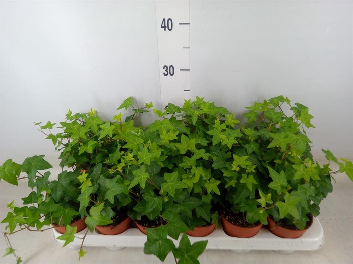 <h4>Hedera helix 'Pittsburgh'</h4>