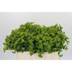 Bupleurum Griffithii