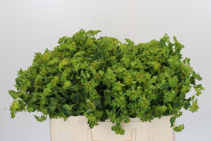 <h4>Bupleurum Griffithii</h4>