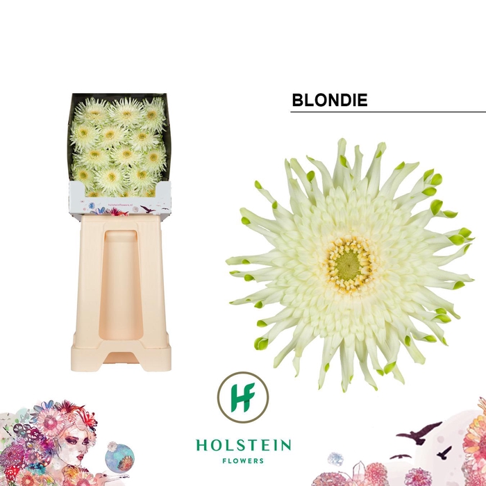 <h4>Gerbera Pasta Blondie Diamond</h4>