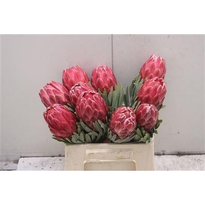 Protea Venus