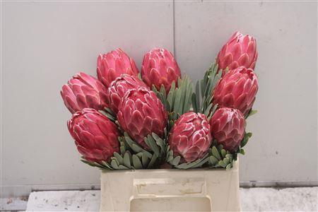 <h4>Protea Venus</h4>