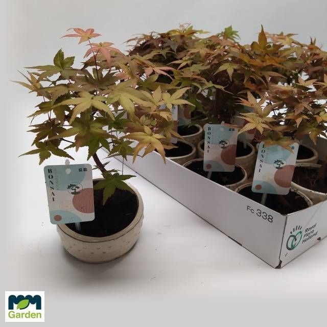 <h4>BONSAI OV</h4>