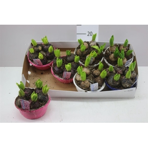 Hyacinthus Gemengd 5pp In Schaal Colour